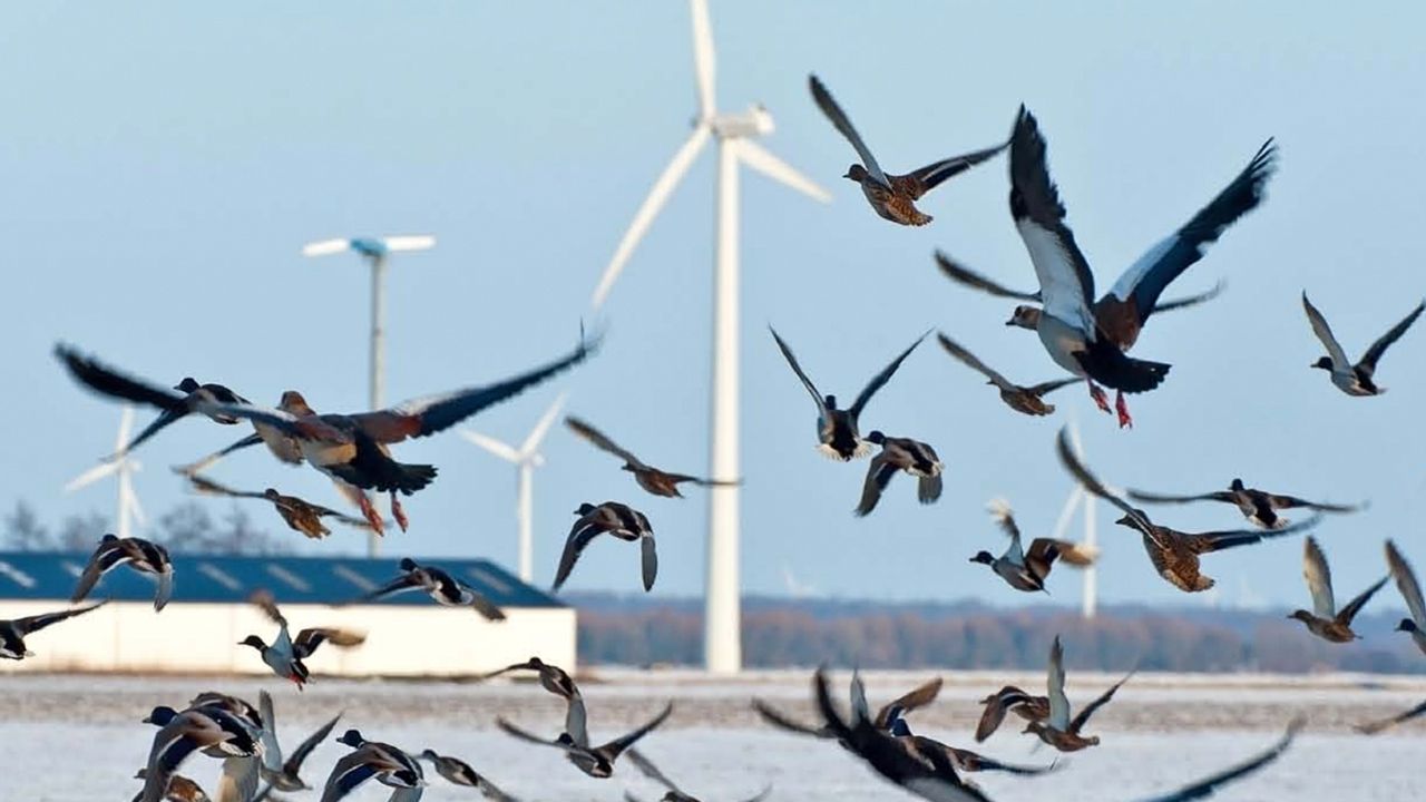 Royal Society for Prevention of Birds Warn of Seabird Extinction Threat from Offshore Wind Turbines - Again